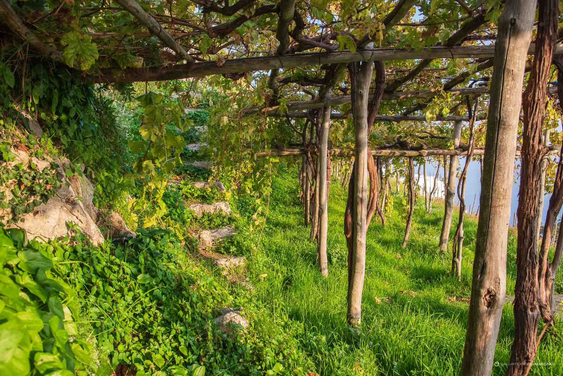 Vendemmia - Grape harvest - Cantine Marisa Cuomo - Furore - Authentic Amalfi Coast
