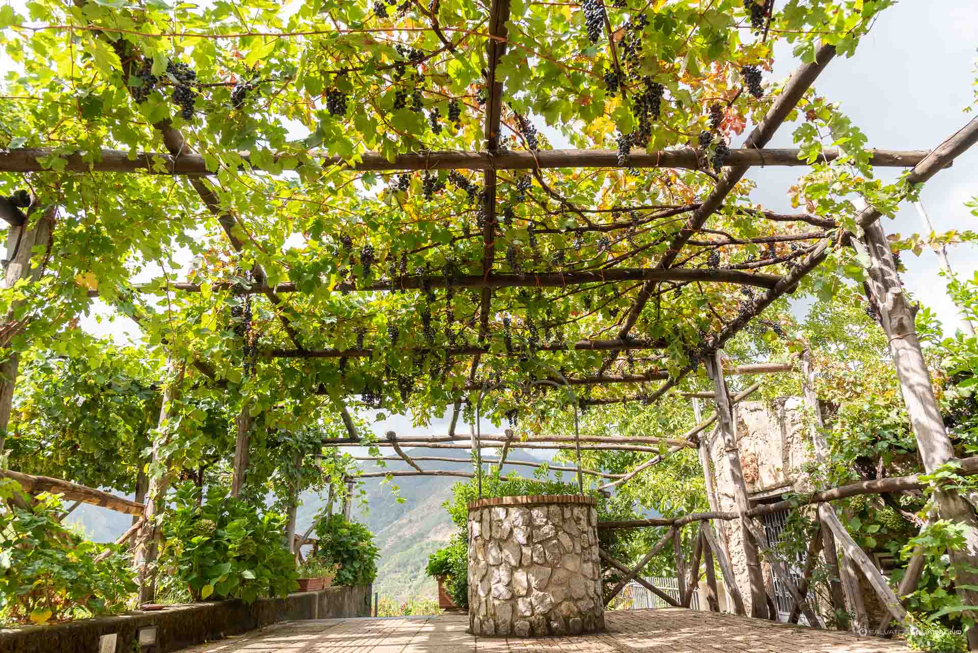 Vendemmia - Grape harvest - Cantine Reale - Tramonti - Authentic Amalfi Coast