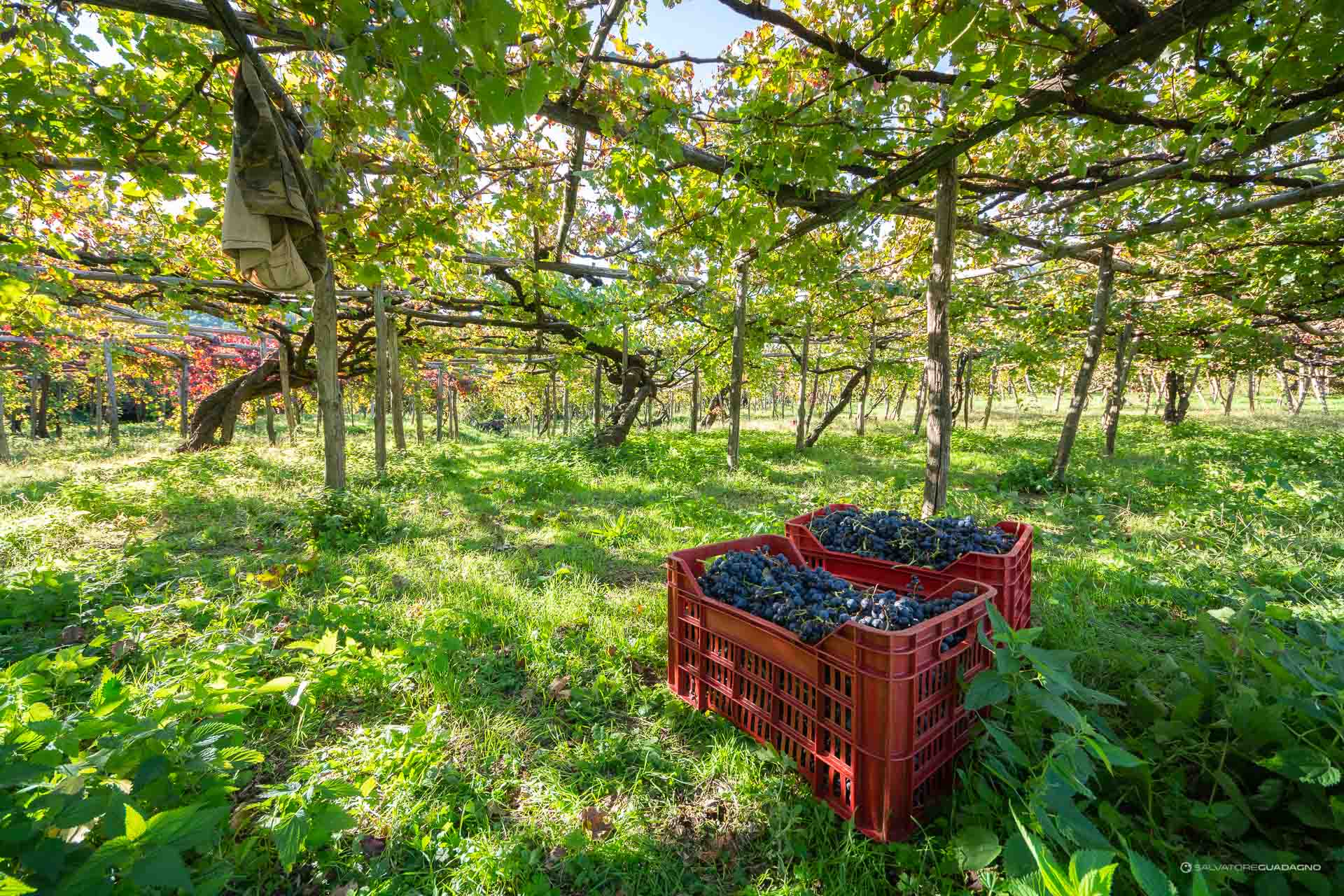 Vendemmia - Grape harvest - Cantine Reale - Tramonti - Authentic Amalfi Coast